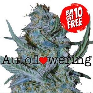 Blue Cheese Autoflowering - Buy 10 Get 10 Free Seeds