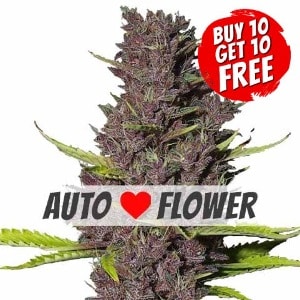 Blue Dream Autoflowering - Buy 10 Get 10 Free Seeds