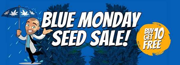 Blue Monday Cannabis Seeds Sale