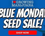 Blue Monday Marijuana Seeds Giveaway