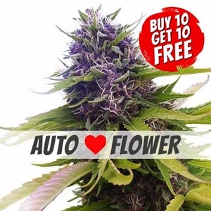 Blueberry Autoflowering - Buy 10 Get 10 Free Seeds