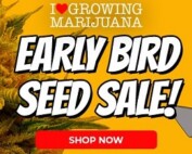Early Bird Cannabis Seeds Sale Now On