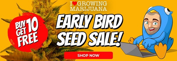 Early Bird Cannabis Seeds Sale Now On