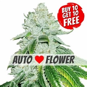 Gelato Autoflowering - Buy 10 Get 10 Free Seeds