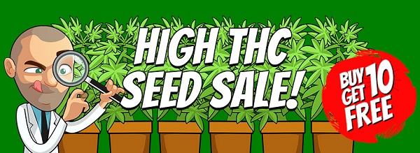 High THC Cannabis Seeds Sale 2022