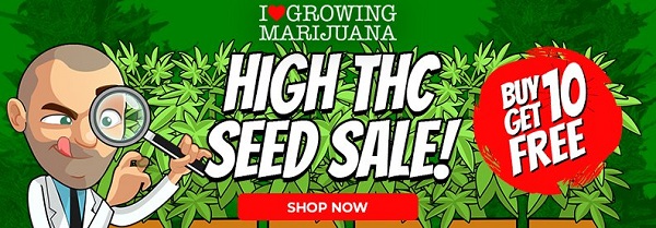 High THC Seeds - Buy 10 Get 10 Free Marijuana Seeds