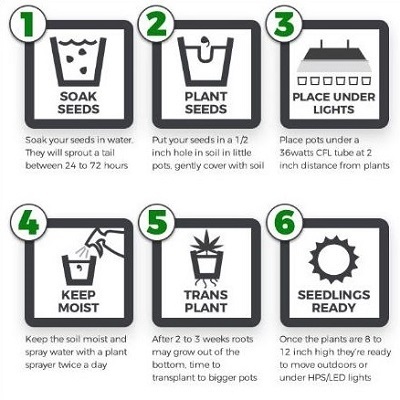 How To Grow Autoflowering Seeds