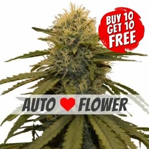 LSD Autoflowering - Buy 10 Get 10 Free Seeds