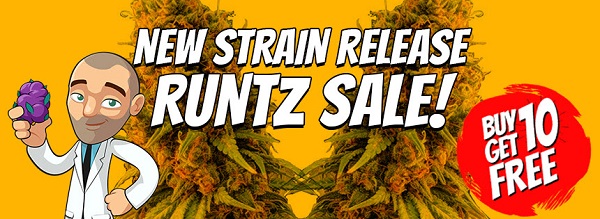 Runtz Cannabis Seeds Sale