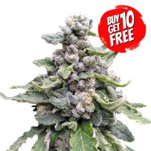 Tropicana Cookies Feminized - Buy 10 Get 10 Free Seeds