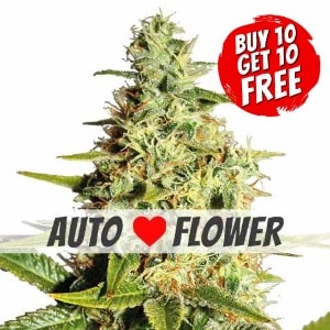 Afghan Autoflowering - Buy 10 Get 10 Free Seeds