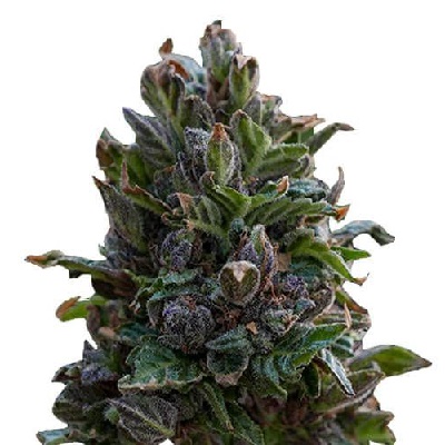 Purple Punch Cannabis Seeds