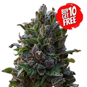 Purple Punch Feminized - Buy 10 Get 10 Free Seeds