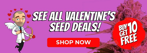 Shop All Valentine's Day Marijuana Seed Deals