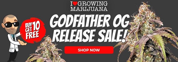 Shop Godfather OG Marijuana Seeds - Buy 10 Get 10 Free Seeds