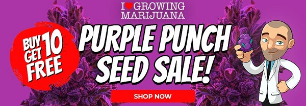 Shop Purple Punch Marijuana Seeds - Buy 10 Get 10 Free Seeds