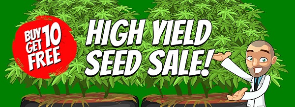 High Yield Cannabis Seeds Sale