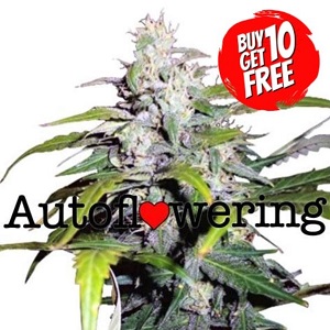 Lowryder Autoflowering - Buy 10 Get 10 Free Seeds