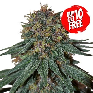 Purple Haze Feminized - Buy 10 Get 10 Free Seeds