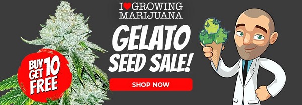 Shop Gelato Cannabis Seeds - Buy 10 Get 10 Free Seeds