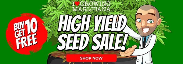 Buy High Yield Marijuana Seeds