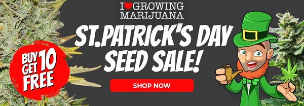 Shop St Patrick's Day Marijuana Seeds - Buy 10 Get 10 Free Seeds