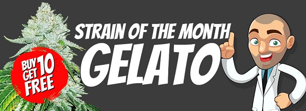 Strain Of The Month - Gelato Cannabis Seeds