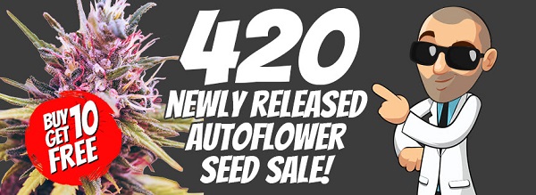 420 Autoflower Seeds Sale