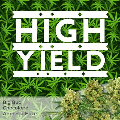 Cash Crop Mixed Cannabis Seeds