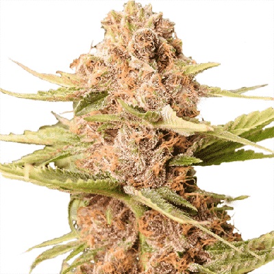 Girl Scout Cookies USA Cannabis Seeds