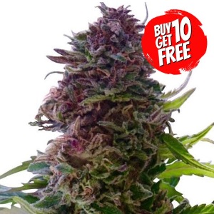 Grand Daddy Purple Feminized - Buy 10 Get 10 Free Seeds