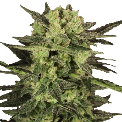 MK Ultra Fast Flowering Cannabis Seeds