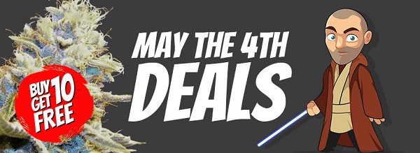 May The 4th Cannabis Seeds Sale