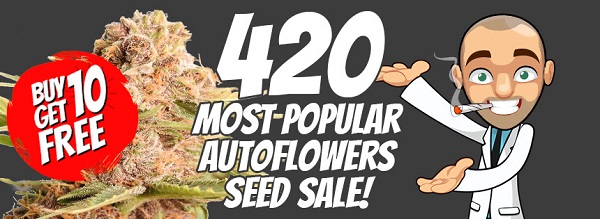 Popular Autoflowering Seeds Available In The 420 Sale
