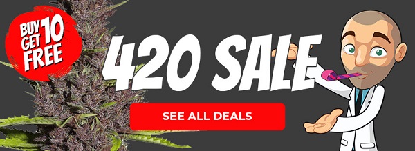 Shop All 420 Marijuana Seed Deals