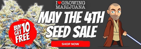 Shop All Buy 10 Get 10 Free Marijuana Seeds With These May 4th Deals