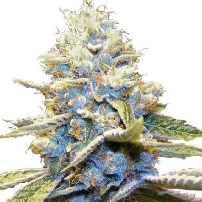 Skywalker OG Fast Flowering Cannabis Seeds