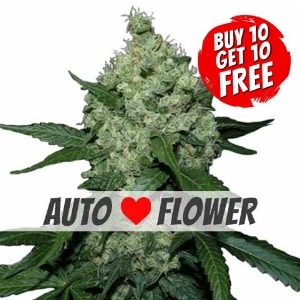 Super Skunk Autoflowering - Buy 10 Get 10 Free Seeds
