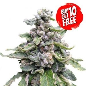 Buy 10 Get 10 Free Premium Cannabis Seeds