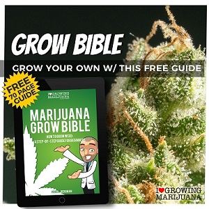 Cannabis Seeds Grow Book