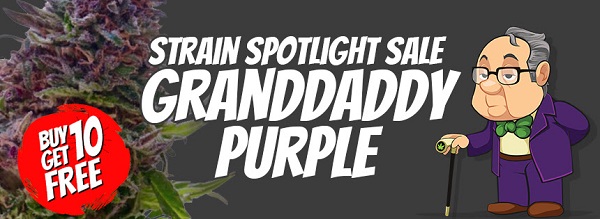 Grand Daddy Purple Free Cannabis Seeds Promotion
