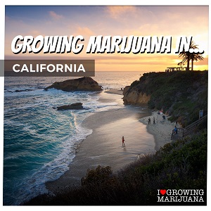Growing Cannabis Seeds In California