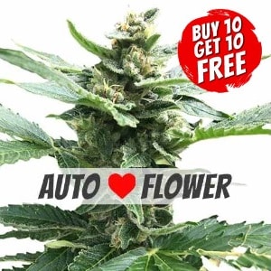 Northern Lights Autoflowering - Buy 10 Get 10 Free Seeds