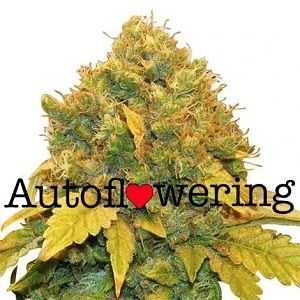 Premium Autoflowering Cannabis Seeds