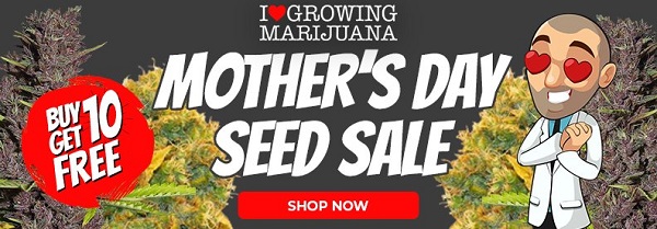 Shop All Buy 10 Get 10 Free Marijuana Seeds With These Mothers Day Seed Deals