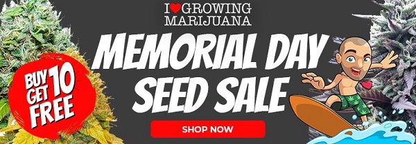 Shop All Cannabis Seeds In The Memorial Day Sale 2023