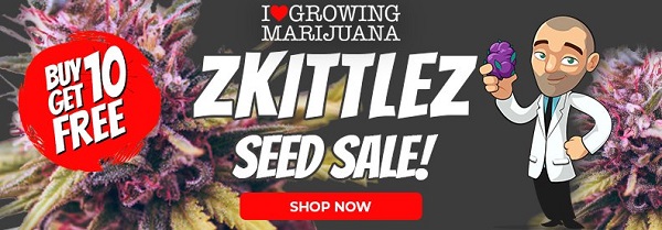Shop All Zkittlez Marijuana Seeds On Sale