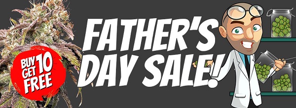 Best Marijuana Seed Deals - Father's Day Promotion 2022