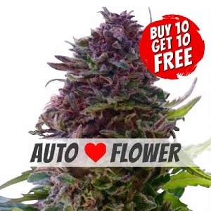 Grand Daddy Purple Autoflowering - Buy 10 Get 10 Free Seeds