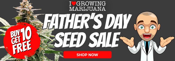 Shop All Cannabis Seeds In The Father's Day Sale 2022